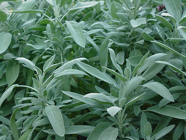 Sage Essential Oil